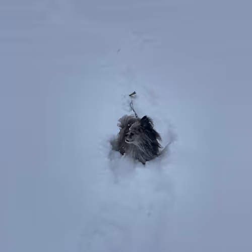 Kuzco walking through a big dump of fresh snow. It's taller than him