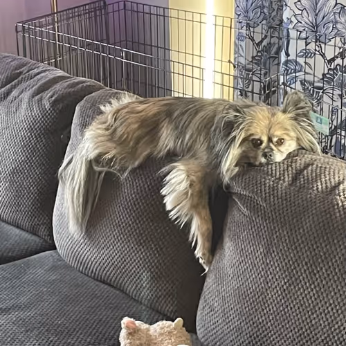 Kuzco lying like a sloth on the back of the couch