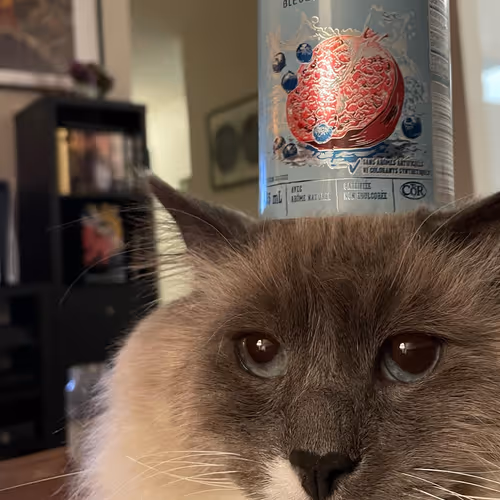 A ragdoll cat with a can balanced on his head
